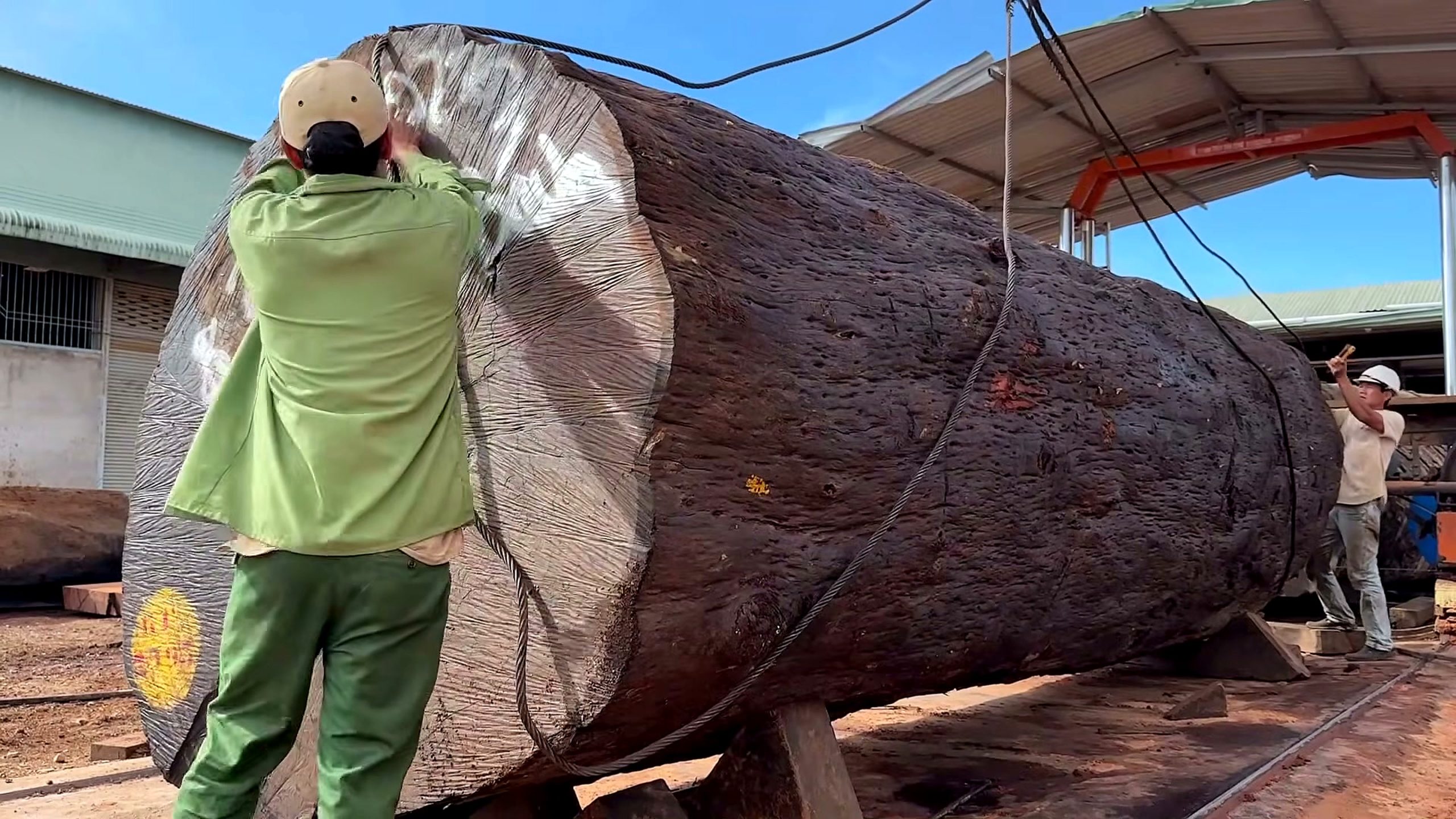 300 year old ironwood log riverbed wood - the source video context before the main process is judged