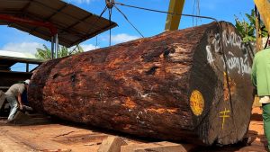 300 year old ironwood log riverbed wood - YouTube original thumbnail