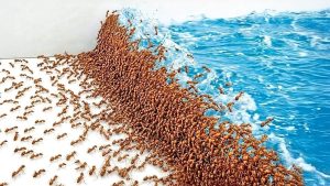 1000 Hormigas Vs Desastres Naturales - YouTube original thumbnail