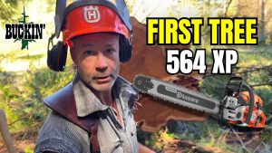 Dangerous Tree Cutting Strong Wind - YouTube original thumbnail