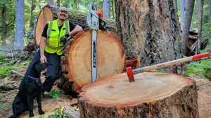 Cutting Firewood From A 40 Inch 1 Meter Douglas Fir In The National Forest - YouTube original thumbnail