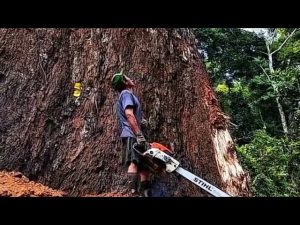 A House Sized Felling Error Resulted In A Failed Attempt To Destroy It - YouTube original thumbnail