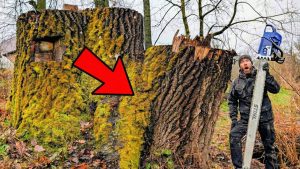 We Found This Inside A 500 Year Old Tree - YouTube original thumbnail