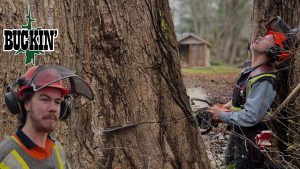 Biggest Tree Job Of The Year - YouTube original thumbnail