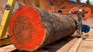 Giant Trunk Grain Reveal Hidden Lo Volvieron A Hacer Otro Tronco Gigante Revel Una Veta Es - YouTube original thumbnail