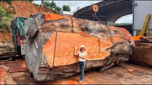 One Ancient Giant Tree Endless Beautiful - YouTube original thumbnail