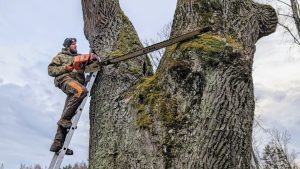 World Best Arborist Shows Unique Technique - YouTube original thumbnail