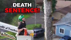 Tree Was Condemned City Giant Rotten - YouTube original thumbnail