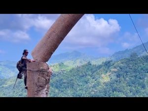 Amazing Skill Man Cutting Down Tree - YouTube original thumbnail