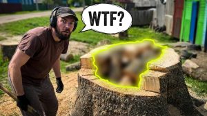 Opened Stump Found - YouTube original thumbnail