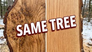 One Tree Two Completely Different Slabs - YouTube original thumbnail