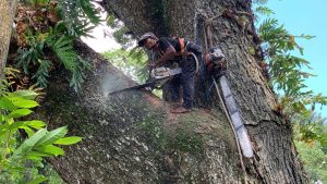 We Cut Down The Largest Ancient Rain Tree Stump And Found This Inside - YouTube original thumbnail