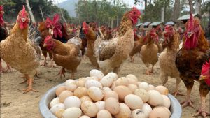 How To Raise Chickens For Business Egg Harvesting And Care Of Laying Hens - YouTube original thumbnail