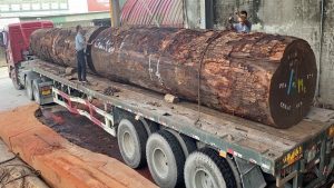 The Largest Wood Processing Factory In The Country Perennial Wood Treasures In The Forest - YouTube original thumbnail
