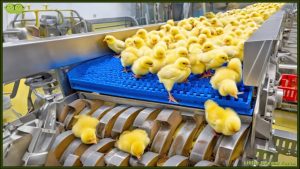 Chicken Mega Factory Chicken Egg Incubation Technology Broiler Raising Method Process - YouTube original thumbnail