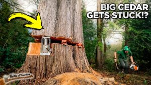 This Tree Did Not Go According To Plan - YouTube original thumbnail