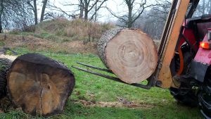 amazing giant log becomes life size - the source video context before the main process is judged