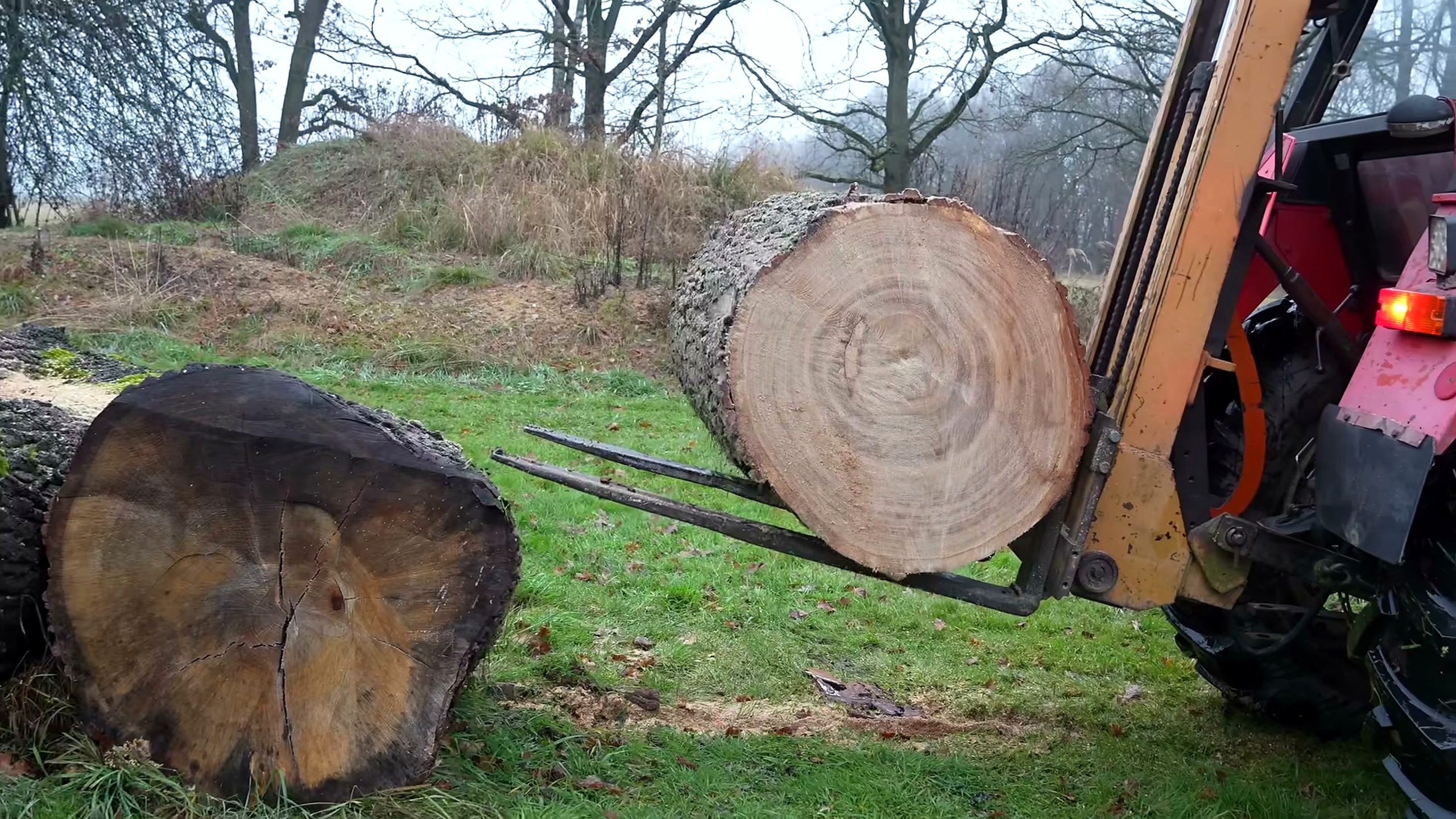 amazing giant log becomes life size source video process analysis