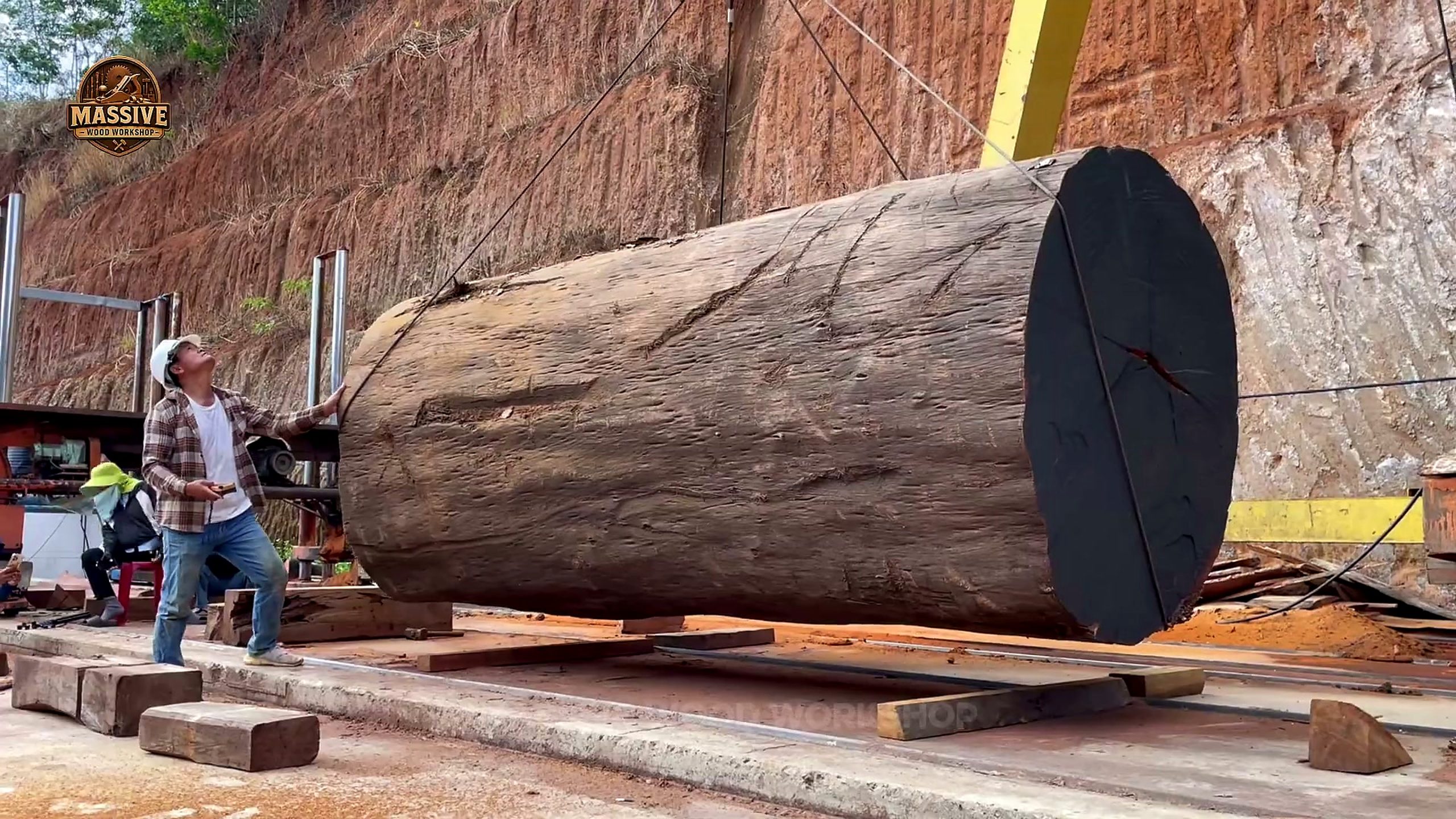 ancient giant tree - the source video context before the main process is judged