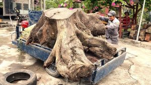 A Masterpiece Of Art From A Large Tree Stump That Is An Excellent Tea Table - YouTube original thumbnail