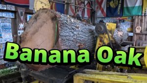 banana oak sawmill board cutting process - YouTube original thumbnail
