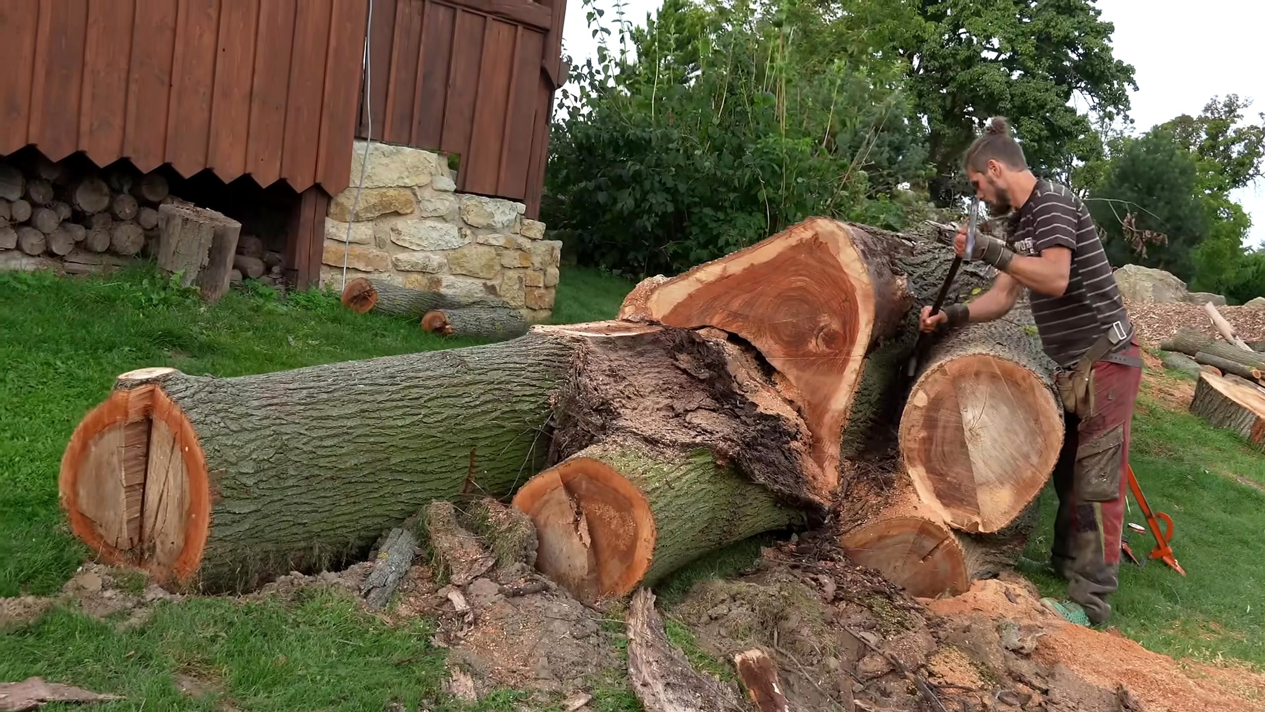 chainsaw milling giant log into solid boards - a worker assessing and cutting an oversized yard log before a repeatable reference face exists