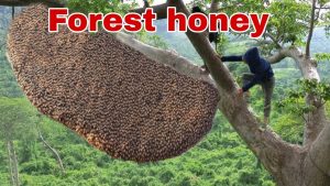 Tree Climbing Skills Without Fear Of Heights Harvesting Honey From Dangerous Tall Trees - YouTube original thumbnail