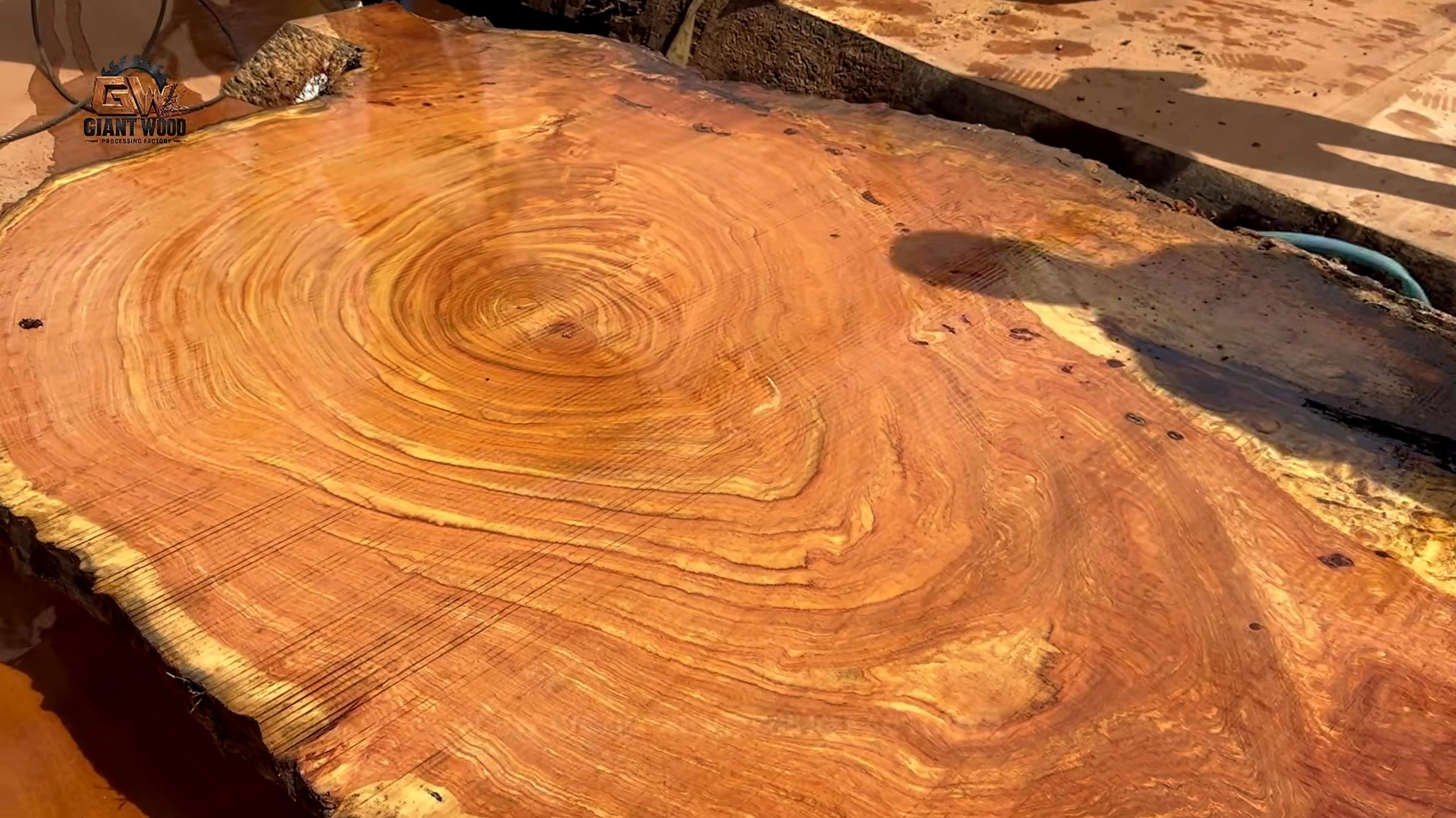 giant timber slab cutting process reveals a broad figured slab face