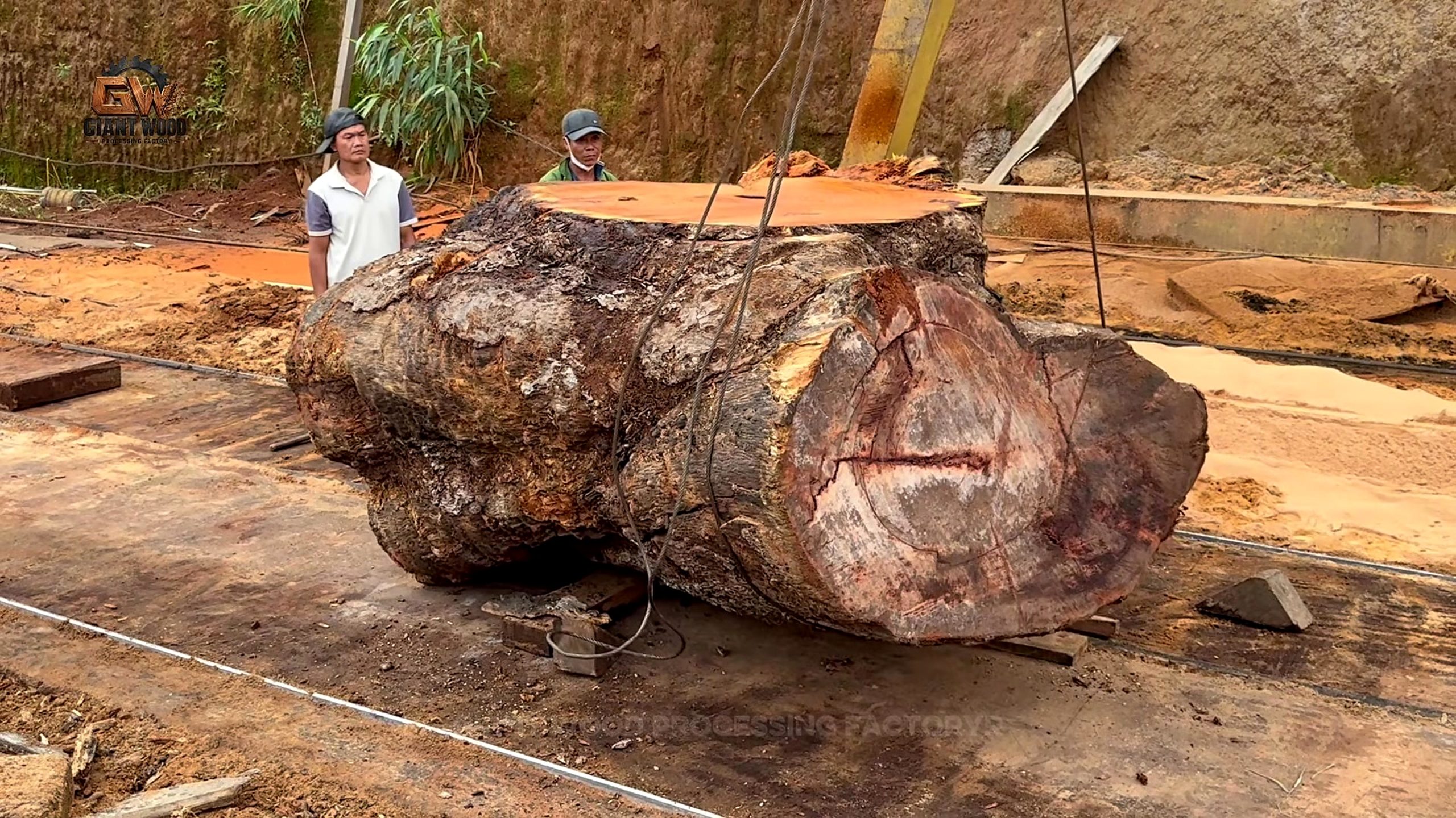 giant timber slab cutting process starts with an irregular oversized log on a handling pad