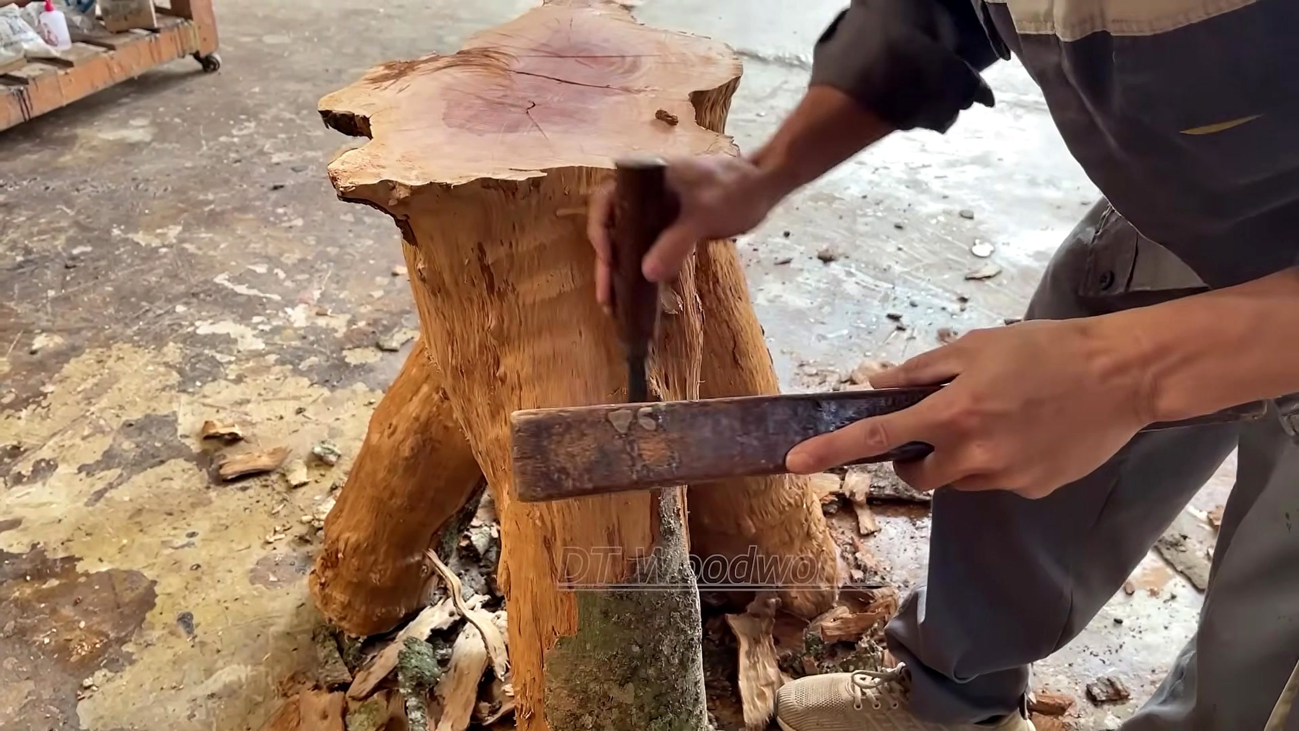 forgotten giant tree stump woodworking process - the opened orange stump interior being split and checked with a hand blade