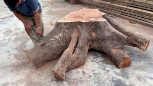 forgotten giant tree stump woodworking process