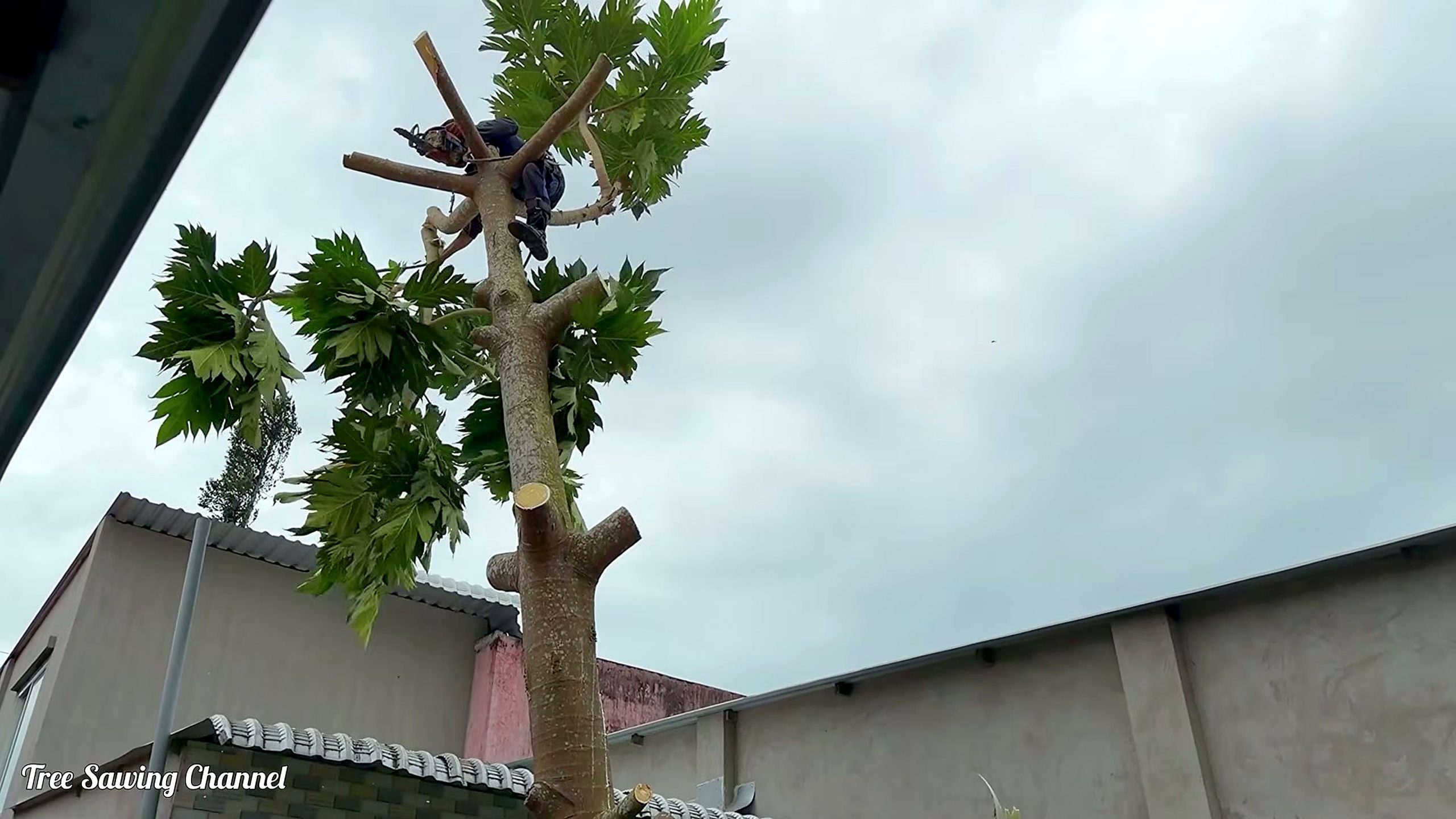 furious tree cutters arbitrarily chop down - a detail-check moment that helps readers inspect the process