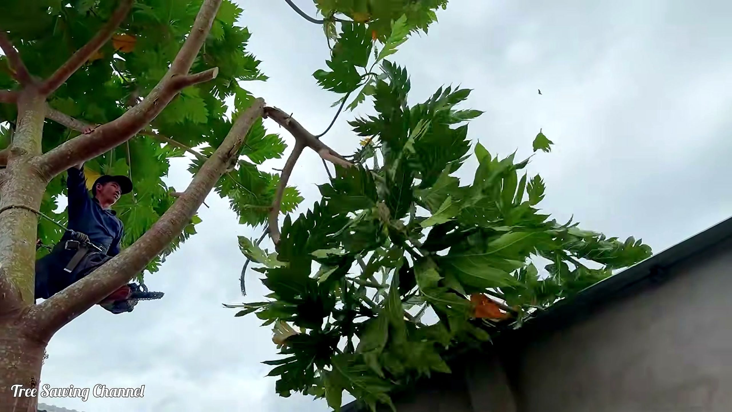 furious tree cutters arbitrarily chop down - the main work stage that carries the video's practical lesson