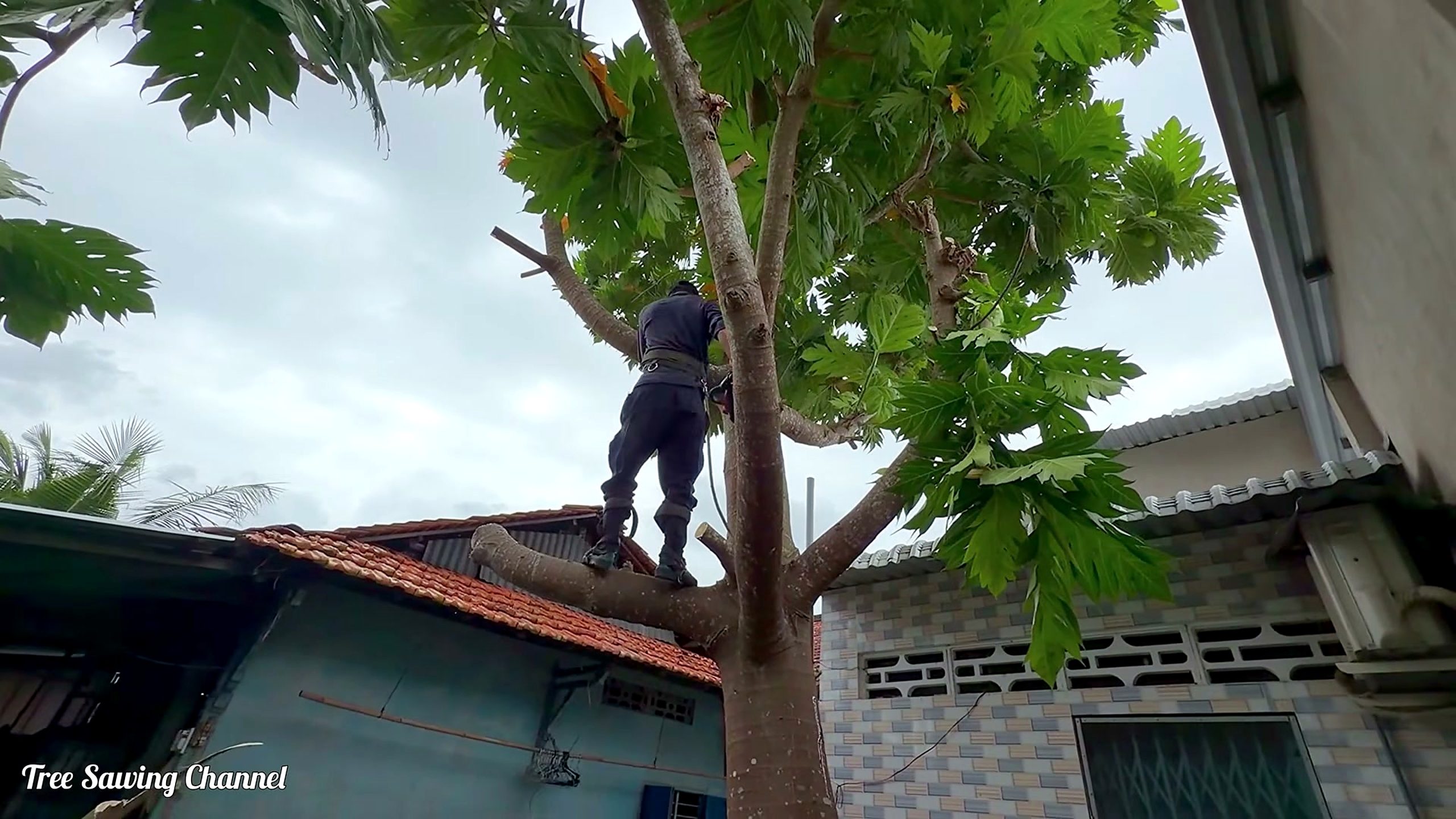 furious tree cutters arbitrarily chop down - the setup or early workflow visible in the source video