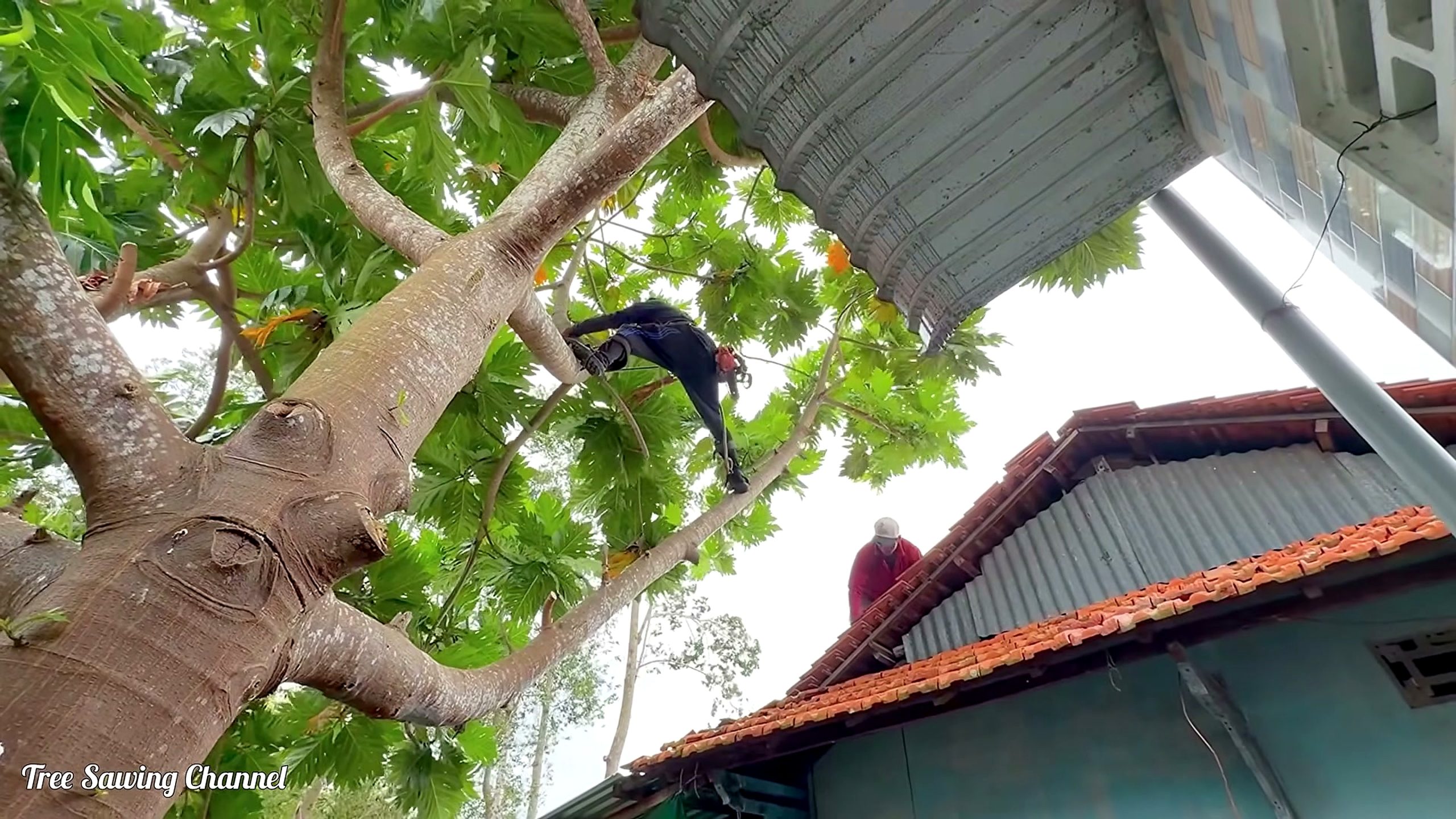 furious tree cutters arbitrarily chop down - the source video context before the main process is judged