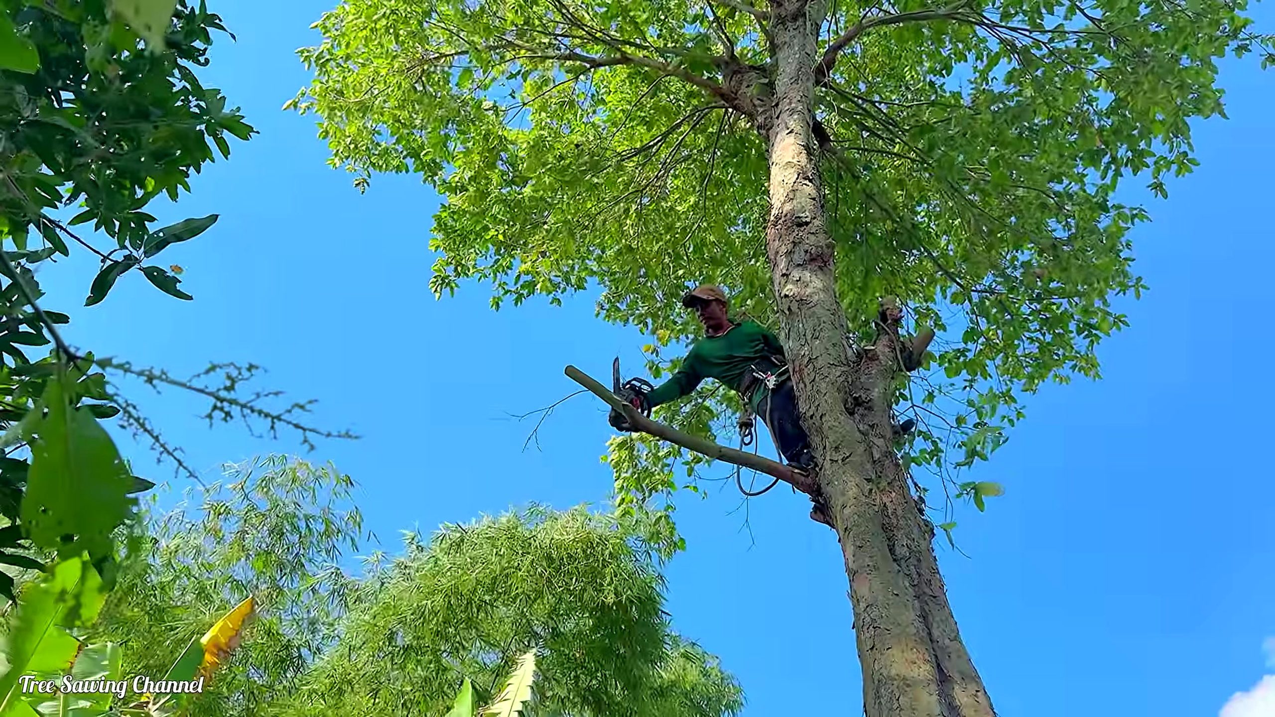 hard life tree cutting vietnam risking - a detail-check moment that helps readers inspect the process