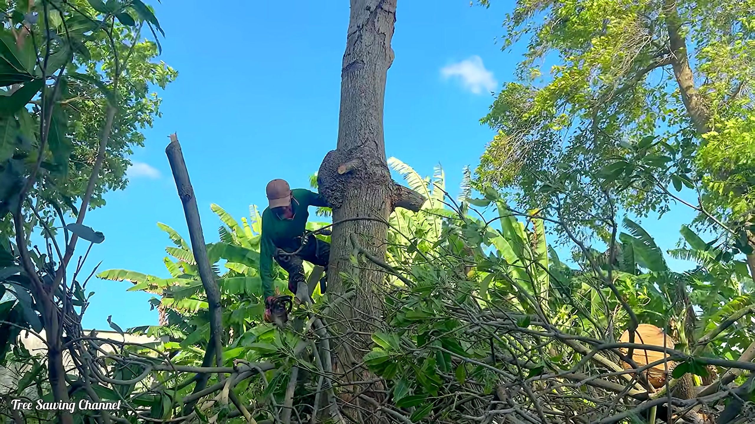 hard life tree cutting vietnam risking - the main work stage that carries the video's practical lesson
