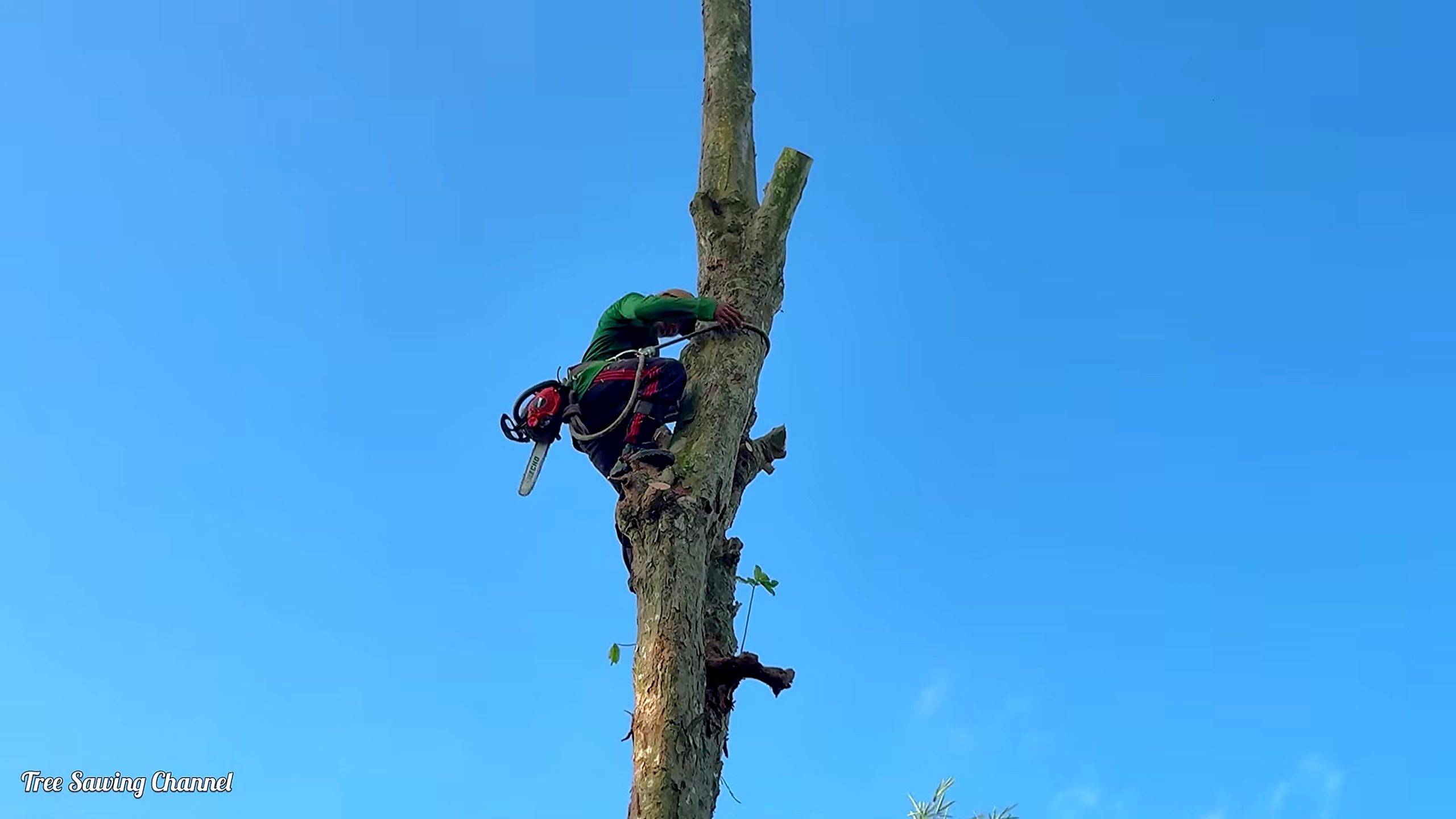 hard life tree cutting vietnam risking - the later review stage where the result can be evaluated