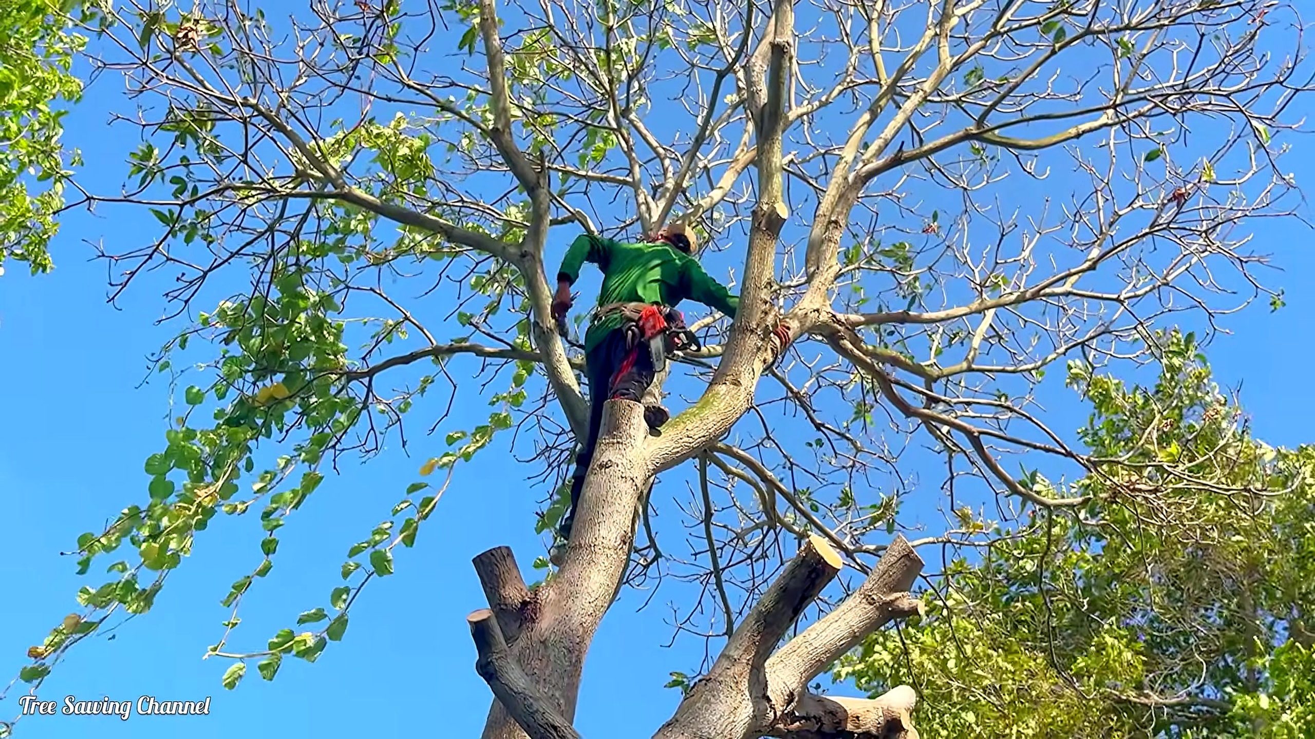 hard life tree cutting vietnam risking - the setup or early workflow visible in the source video