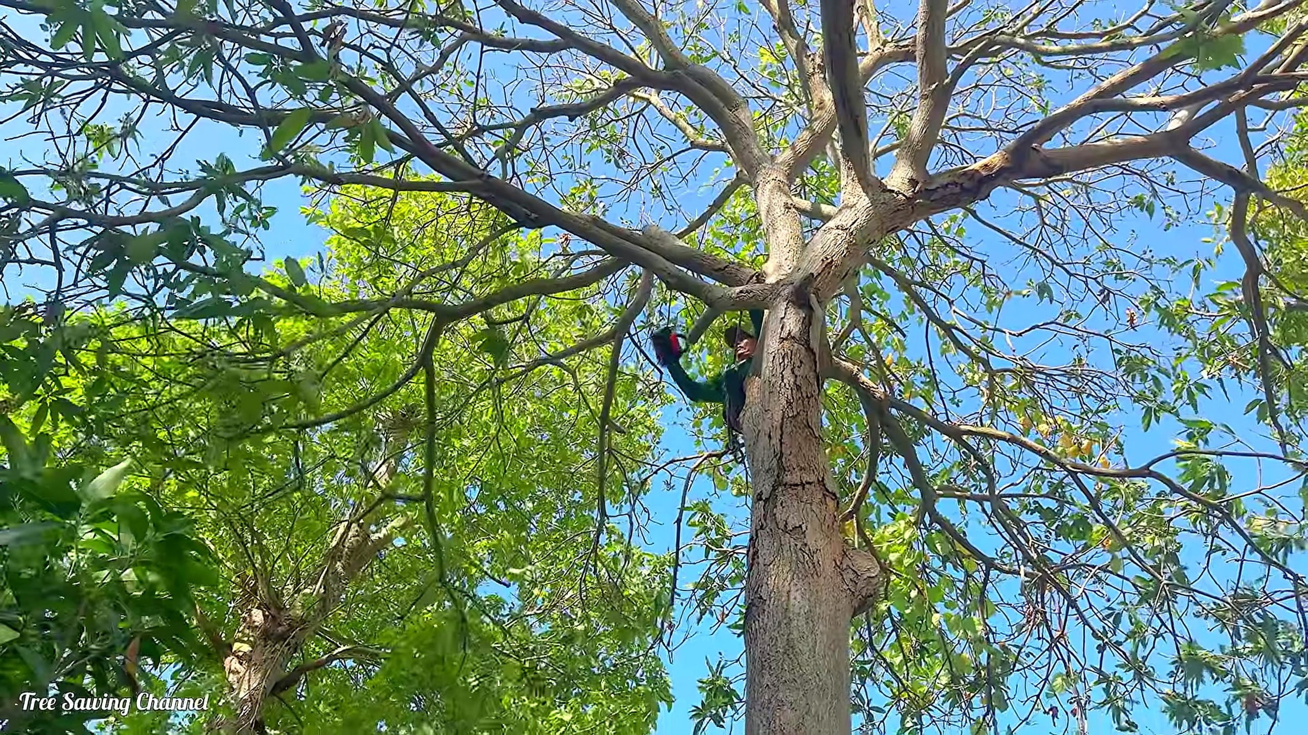 hard life tree cutting vietnam risking - the source video context before the main process is judged
