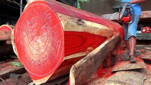 Skills Processing Giant Redwood Extremely Dangerous - YouTube original thumbnail
