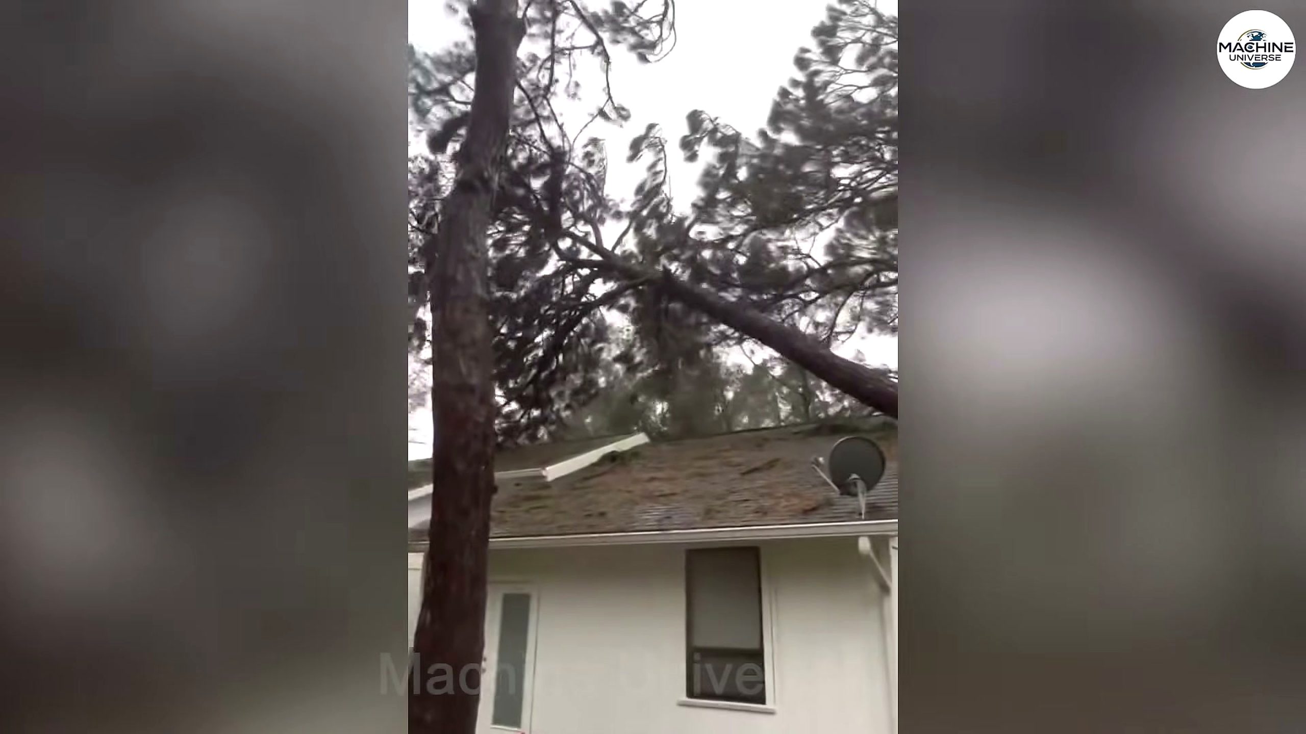 chainsaw tree cutting failure analysis - the setup or early workflow visible in the source video