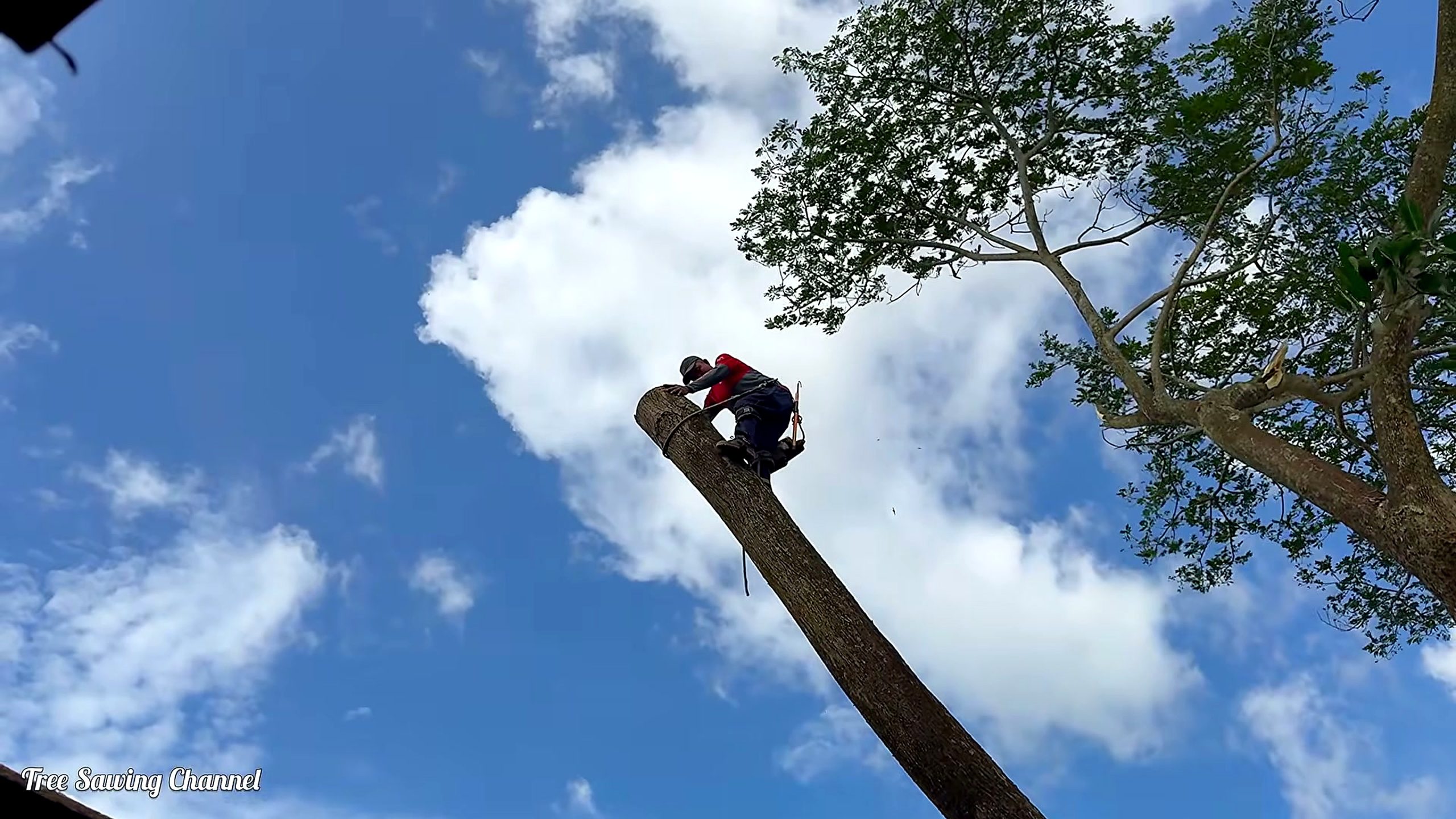 monster tree over a house cutting workflow detail check as the remaining stem is inspected before the next stage