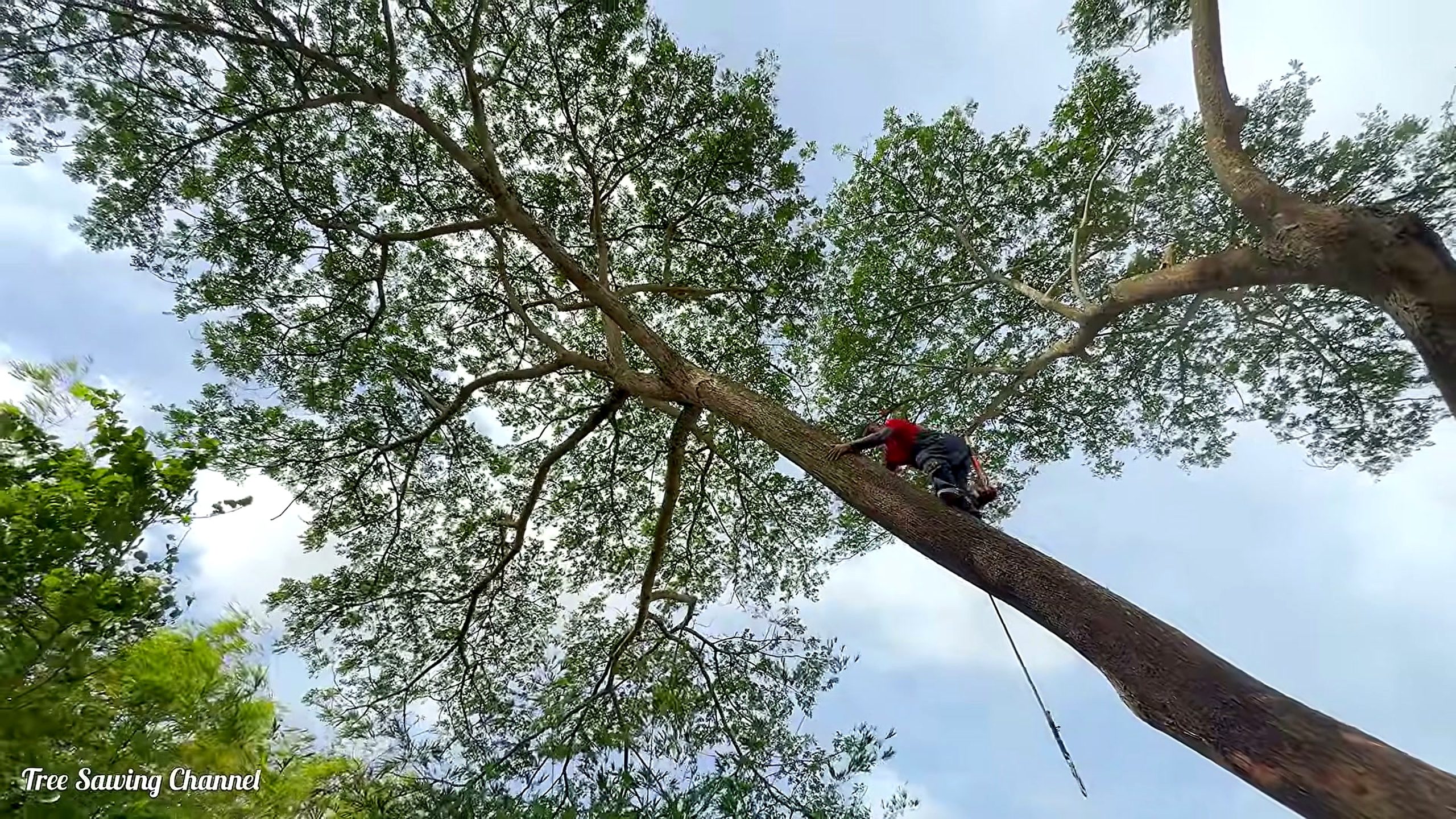 monster tree over a house cutting workflow after crown reduction leaves a tall controlled spar