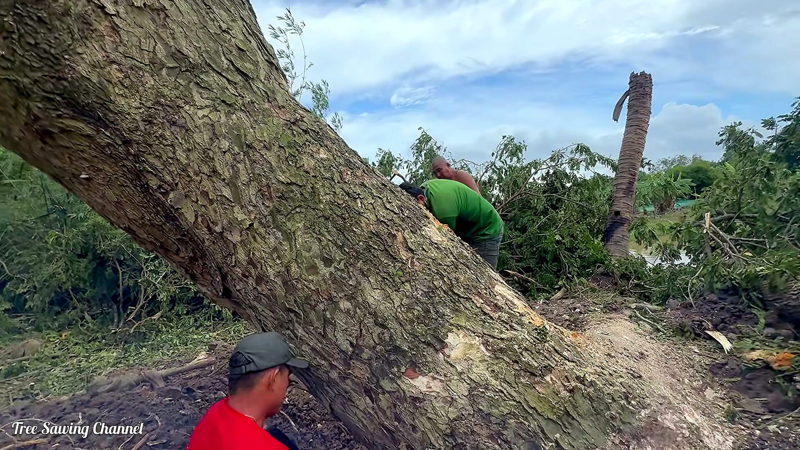 monster tree over a house cutting workflow ground crew bucking the downed trunk after the controlled reduction