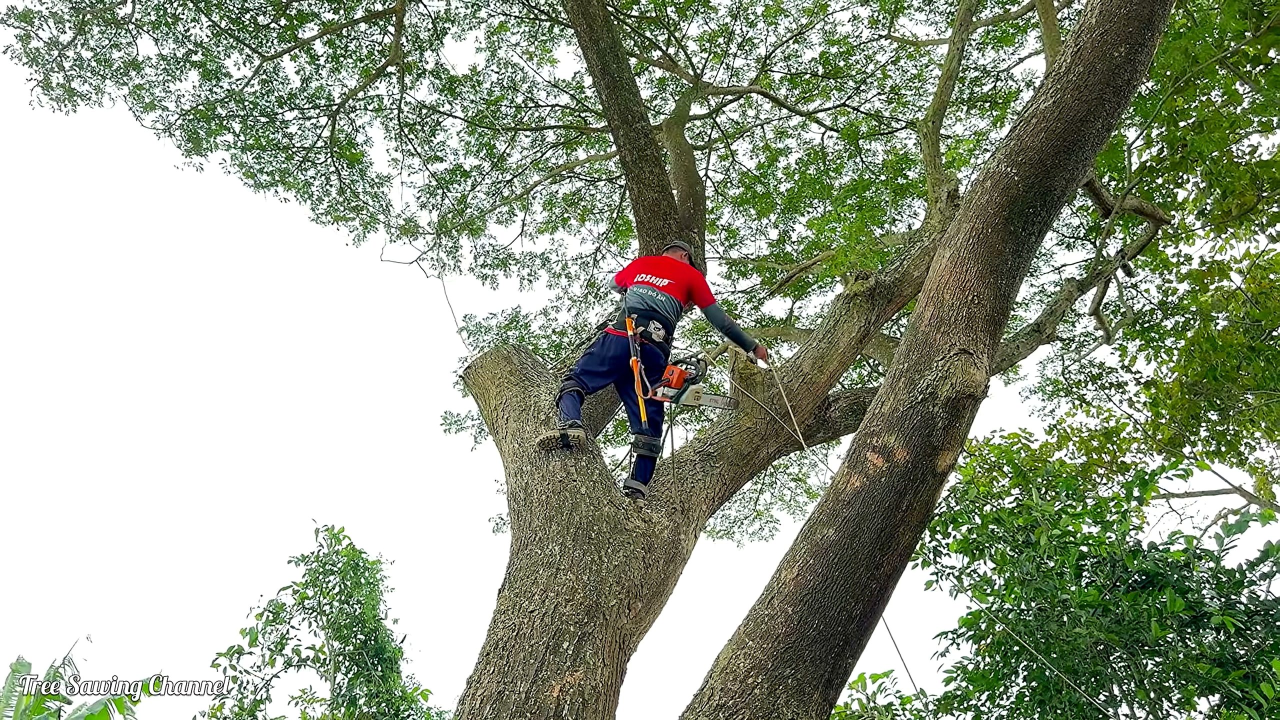 monster tree over a house cutting workflow elevated chainsaw cut from a controlled tied-in stance