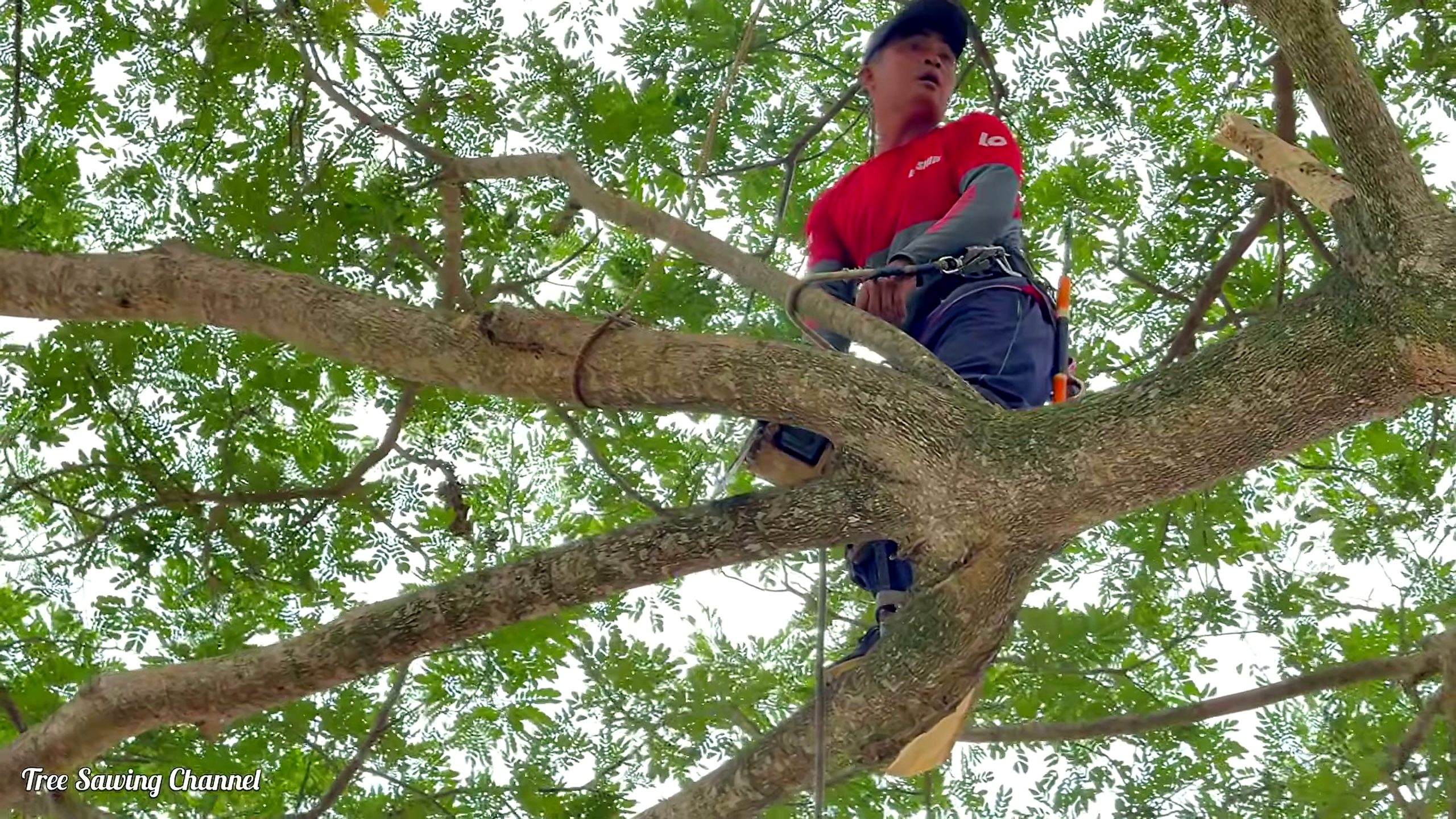 monster tree over a house cutting workflow