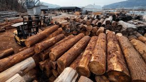 Amazing Sawing Technology That Processes Massive Logs Into Premium Timber - YouTube original thumbnail