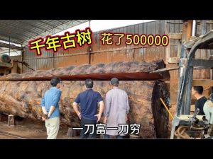 Giant Ancient Log Processing 500000 Claim - YouTube original thumbnail