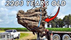 I Spent 213 Hours Turning 2200 Yr Old Wood Into 12000 Table - YouTube original thumbnail